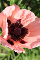 Papaver (Orientale-Gr.) 'Prinzessin Viktoria Louise', 6-pack