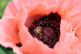 Papaver (Orientale-Gr.) 'Prinzessin Viktoria Louise', 6-pack