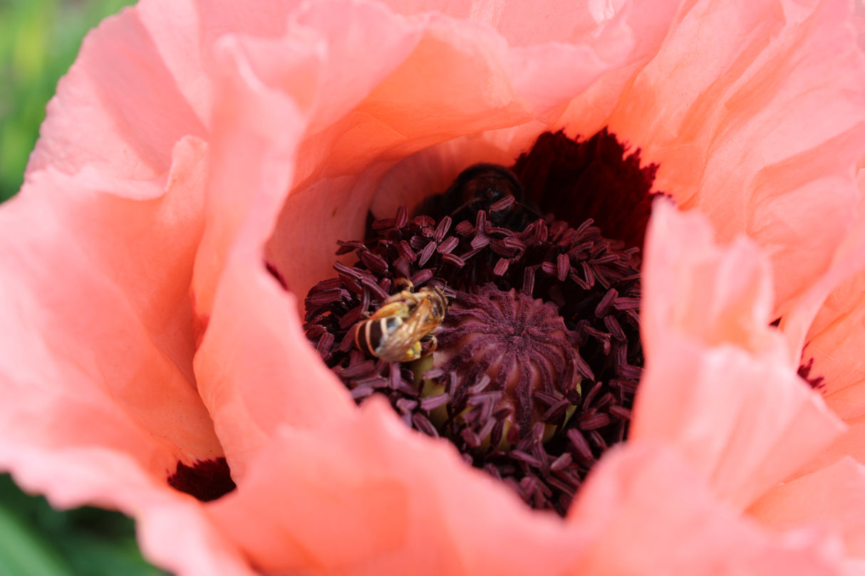 Papaver (Orientale-Gr.) 'Prinzessin Viktoria Louise', 15-pack