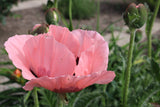 Papaver (Orientale-Gr.) 'Prinzessin Viktoria Louise', 15-pack