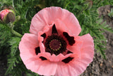 Papaver (Orientale-Gr.) 'Prinzessin Viktoria Louise', 15-pack