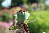 Papaver (Orientale-Gr.) 'Prinzessin Viktoria Louise', 6-pack
