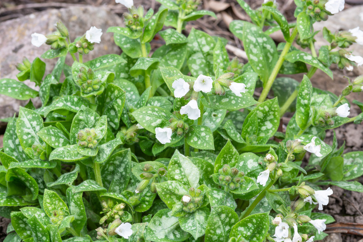 Pulmonaria 'Sissinghurst White', 6-pack