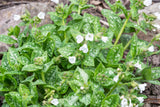 Pulmonaria 'Sissinghurst White', 6-pack