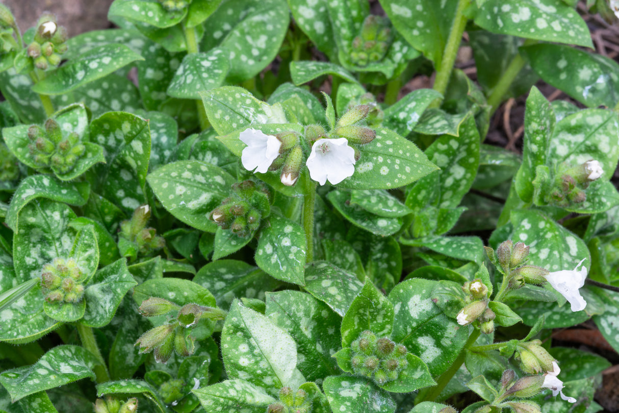 Pulmonaria 'Sissinghurst White', 15-pack