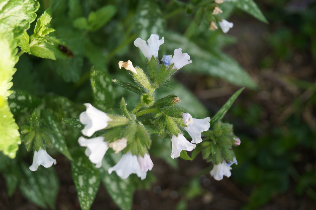 Pulmonaria OPAL ('Ocupol'), 3-pack
