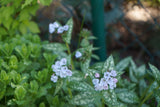 Pulmonaria OPAL ('Ocupol'), 3-pack