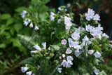 Pulmonaria OPAL ('Ocupol'), 3-pack