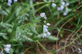 Pulmonaria OPAL ('Ocupol'), 3-pack