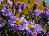 Symphyotrichum novi-belgii (Oktoberaster-Gr.) 'Early Blue', 6-pack