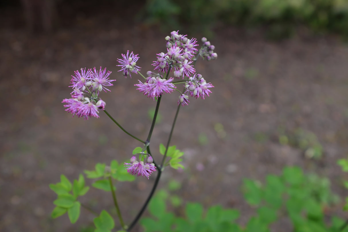 Thalictrum 'Black Stockings', 3-pack