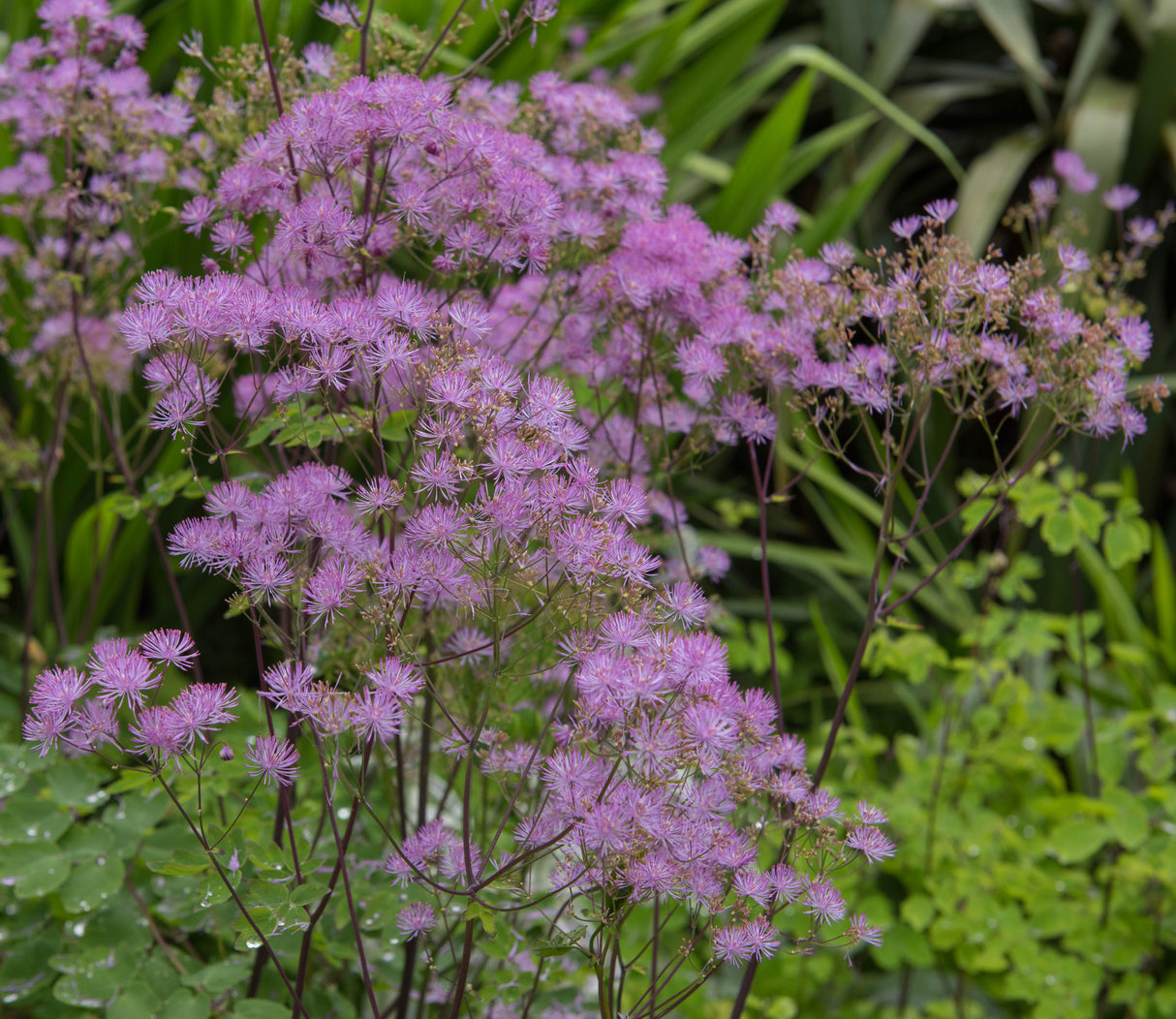 Thalictrum 'Black Stockings', 3-pack