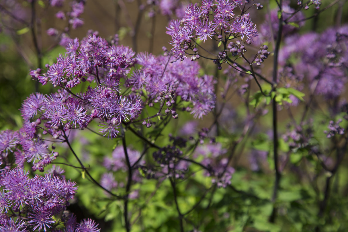 Thalictrum 'Black Stockings', 3-pack