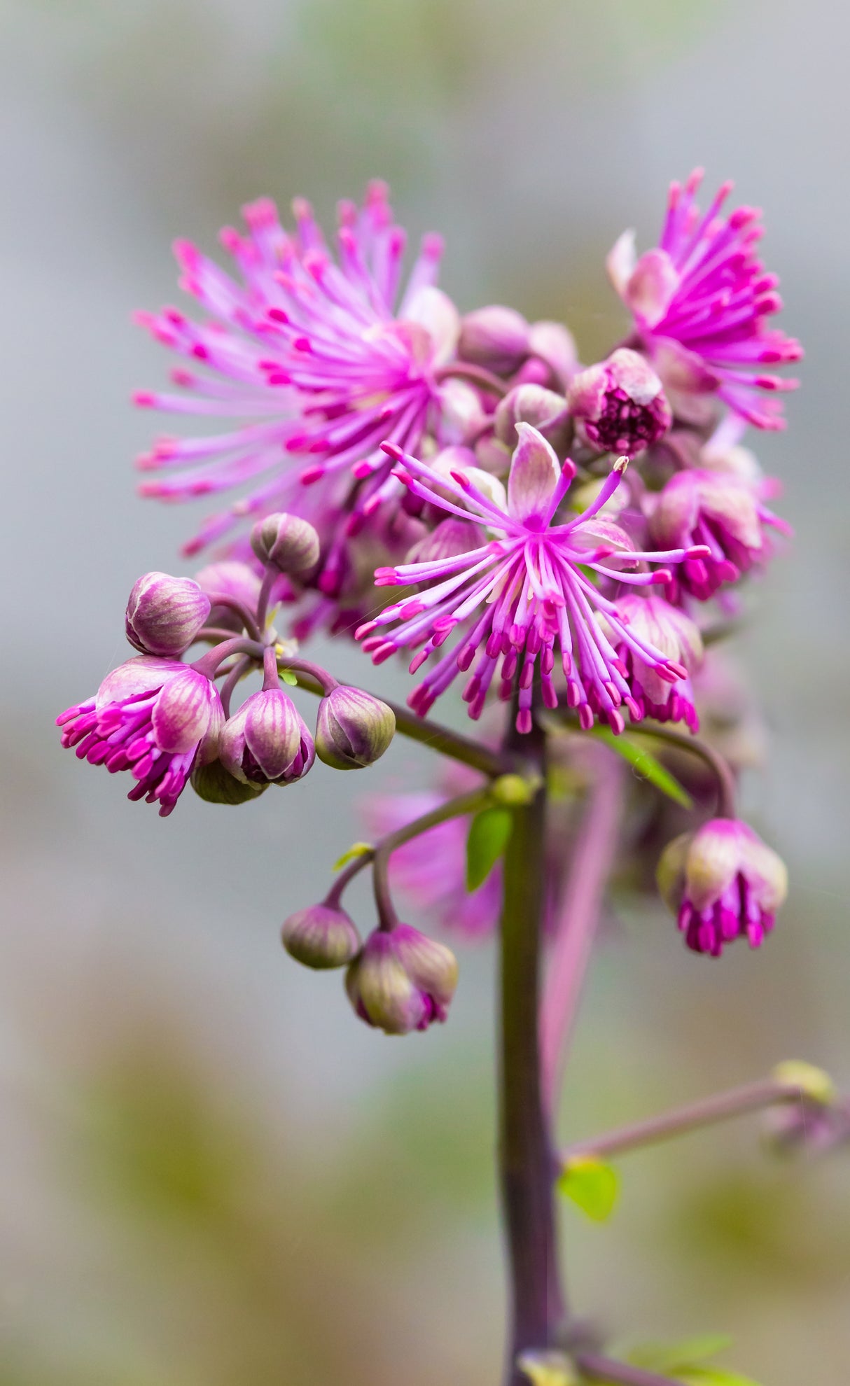 Thalictrum 'Black Stockings', 3-pack