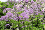 Thalictrum 'Black Stockings', 3-pack