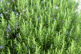 Salvia rosmarinus, 3-pack