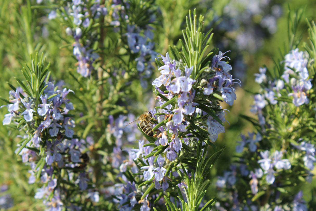 Salvia rosmarinus, 6-pack
