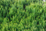 Salvia rosmarinus, 3-pack
