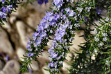 Salvia rosmarinus, 3-pack