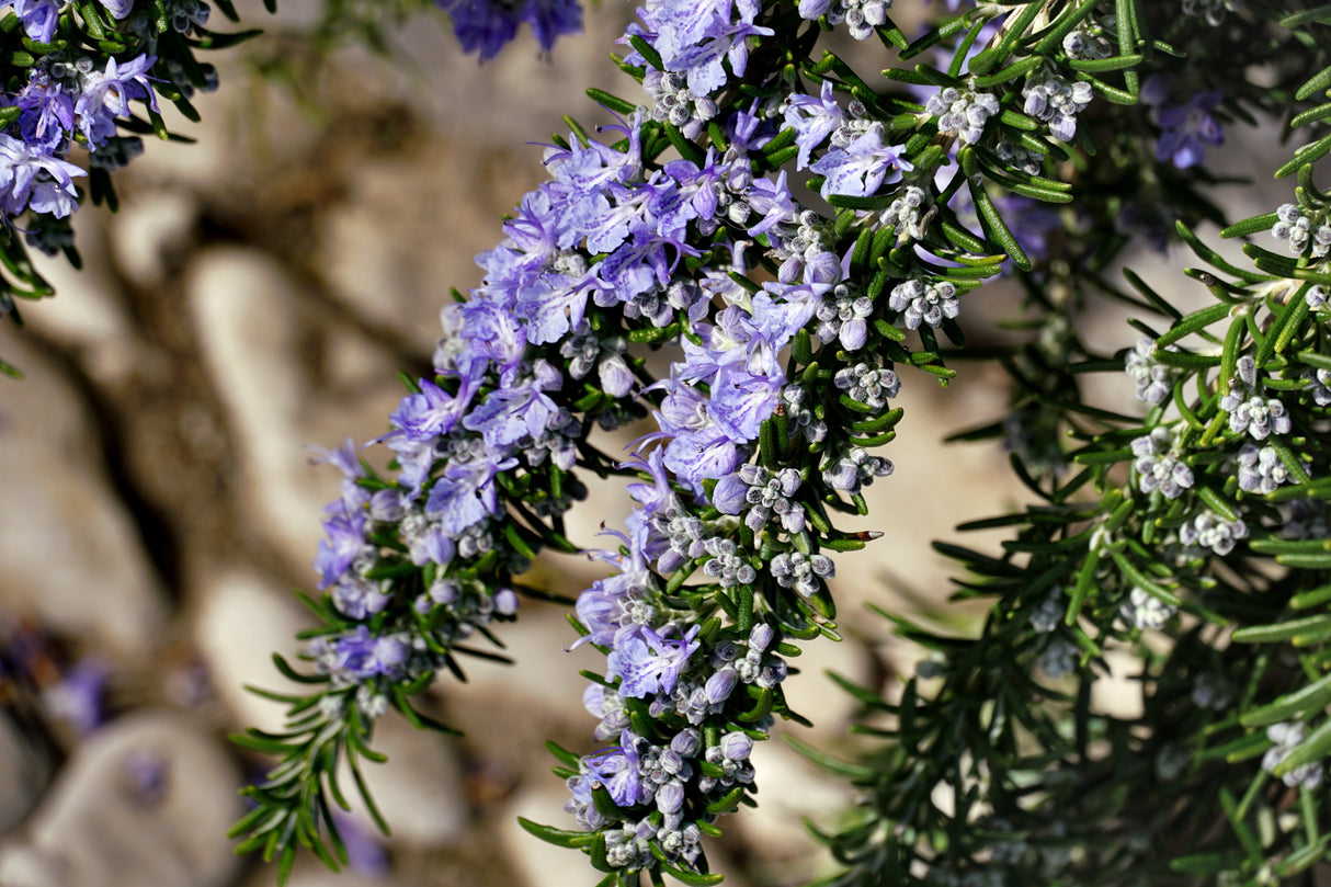 Salvia rosmarinus, 6-pack