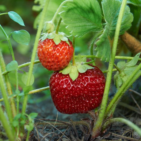 Jordgubbe 'Malwina' 7cm kruka