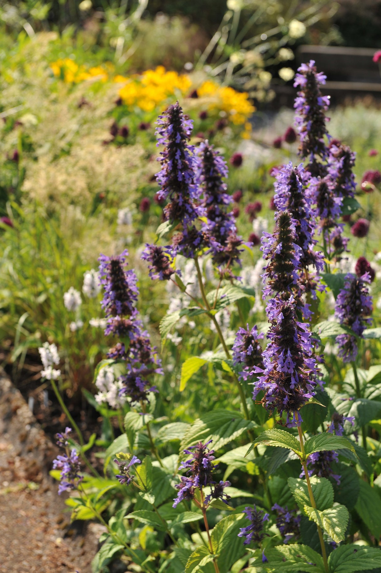 Agastache 'Black Adder', 6-pack