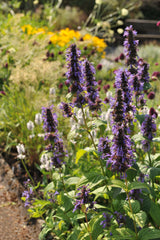 Agastache 'Black Adder', 15-pack