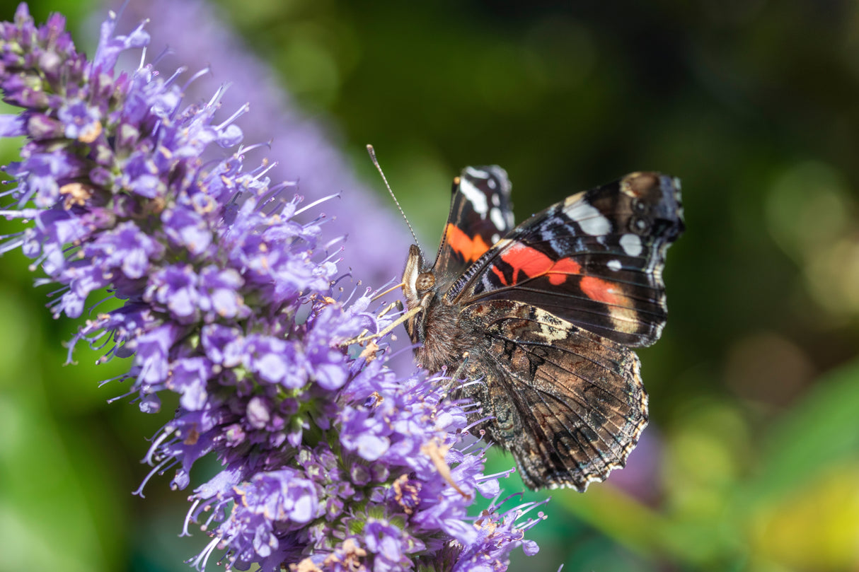 Agastache 'Black Adder', 15-pack