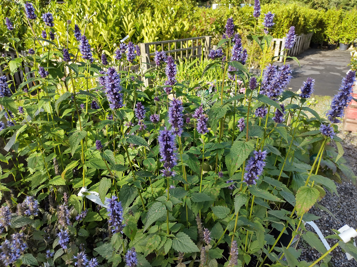 Agastache 'Black Adder', 15-pack