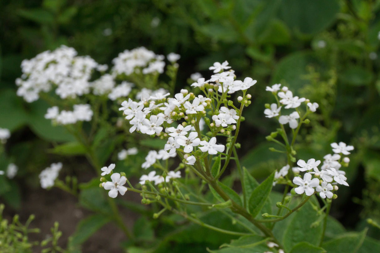 Brunnera macrophylla 'Betty Bowring', 3-pack