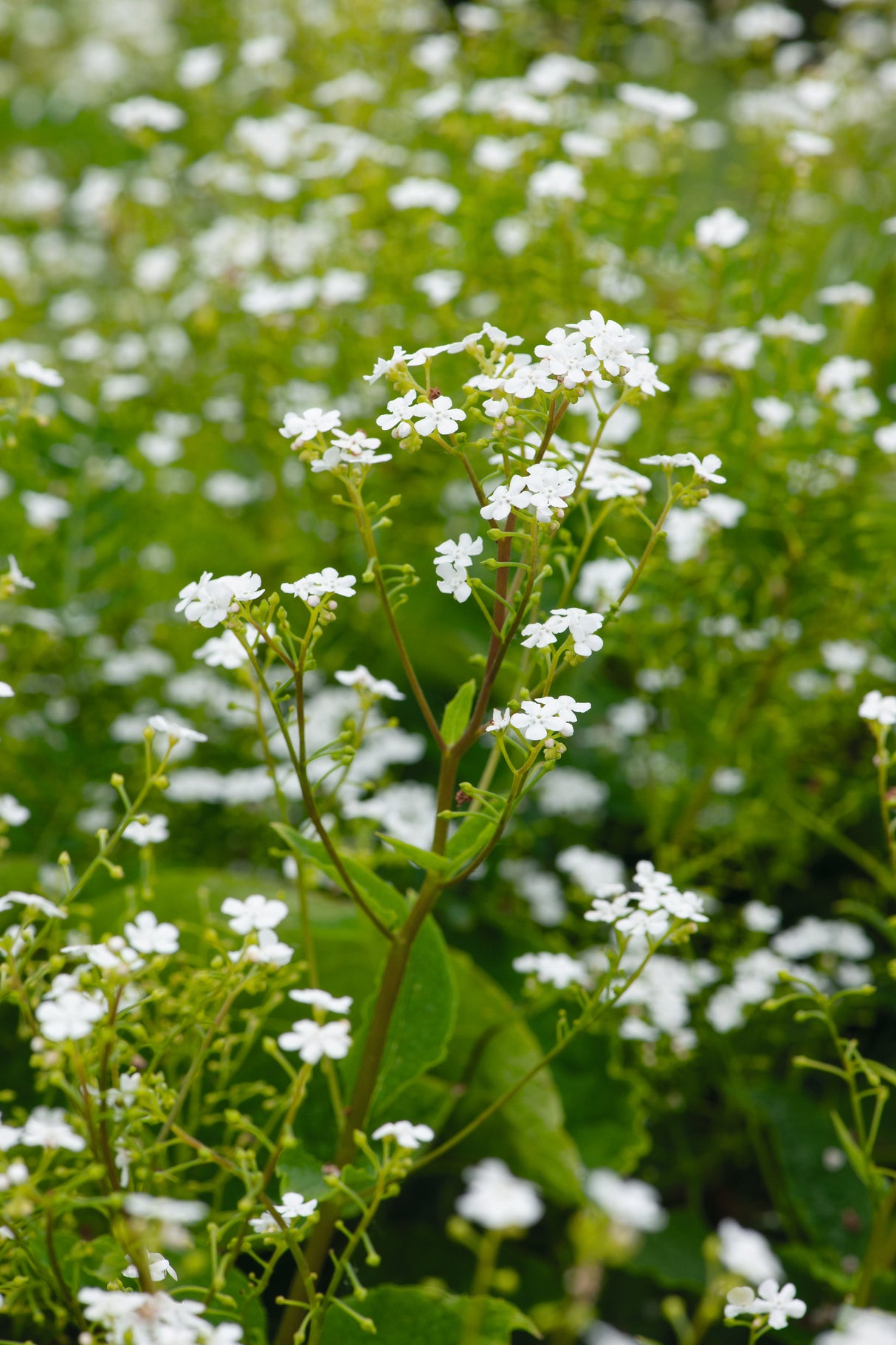 Brunnera macrophylla 'Betty Bowring', 3-pack