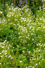 Brunnera macrophylla 'Betty Bowring', 3-pack