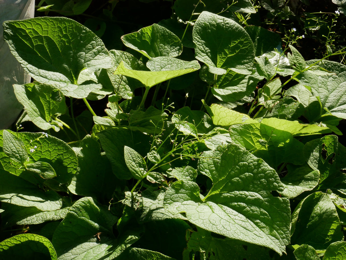Brunnera macrophylla 'Betty Bowring', 3-pack