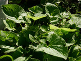 Brunnera macrophylla 'Betty Bowring', 3-pack