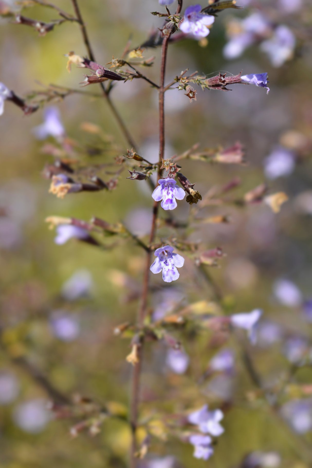 Clinopodium nepeta 'Blue Cloud', 15-pack