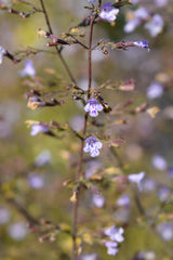 Clinopodium nepeta 'Blue Cloud', 15-pack