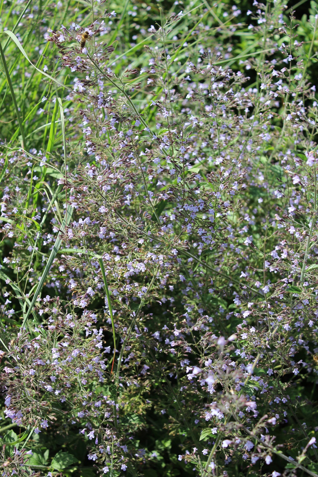 Clinopodium nepeta 'Blue Cloud', 15-pack