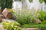 Clinopodium nepeta 'Blue Cloud', 15-pack