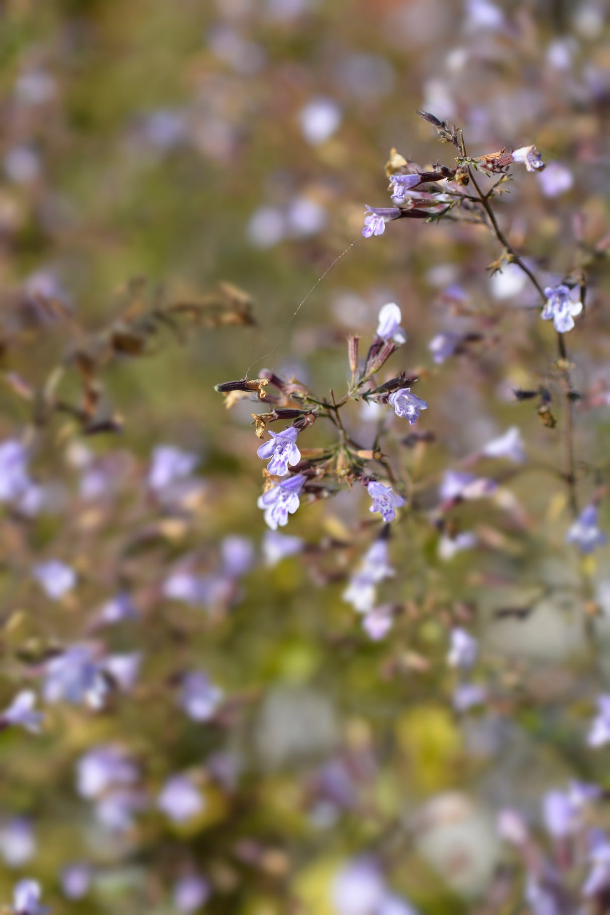 Clinopodium nepeta 'Blue Cloud', 15-pack