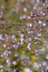 Clinopodium nepeta 'Blue Cloud', 15-pack