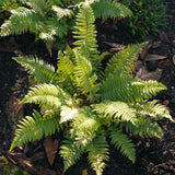 Dryopteris cycadina, 3-pack