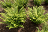 Dryopteris cycadina, 3-pack