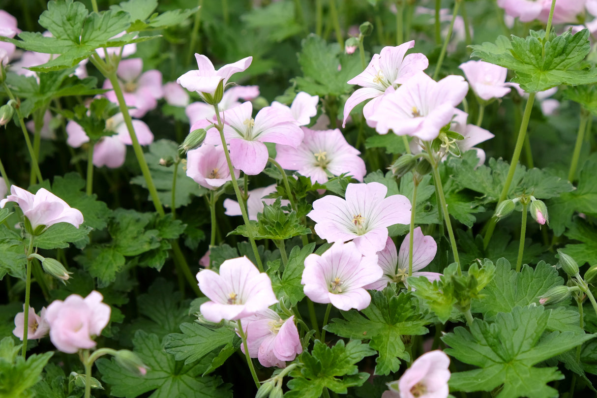 Geranium DREAMLAND ('Breamdream'), 3-pack