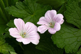Geranium DREAMLAND ('Breamdream'), 3-pack