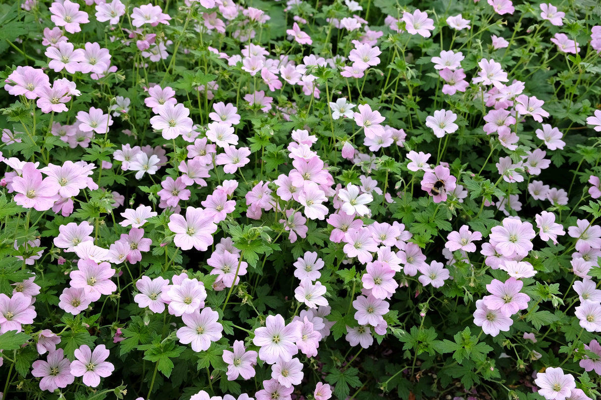 Geranium DREAMLAND ('Breamdream'), 6-pack