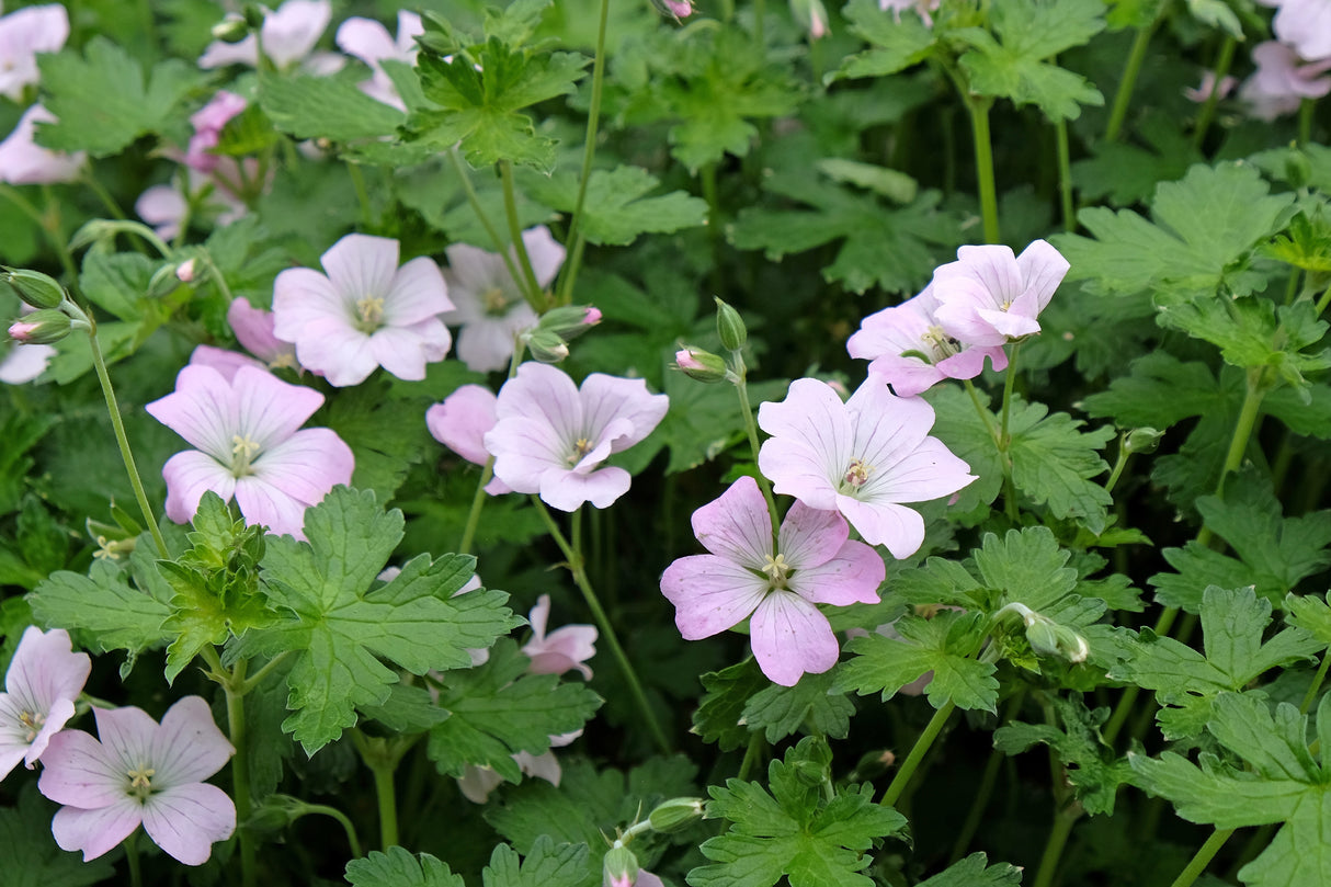 Geranium DREAMLAND ('Breamdream'), 3-pack