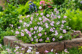 Geranium DREAMLAND ('Breamdream'), 3-pack