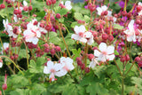 Geranium macrorrhizum 'Spessart', 6-pack