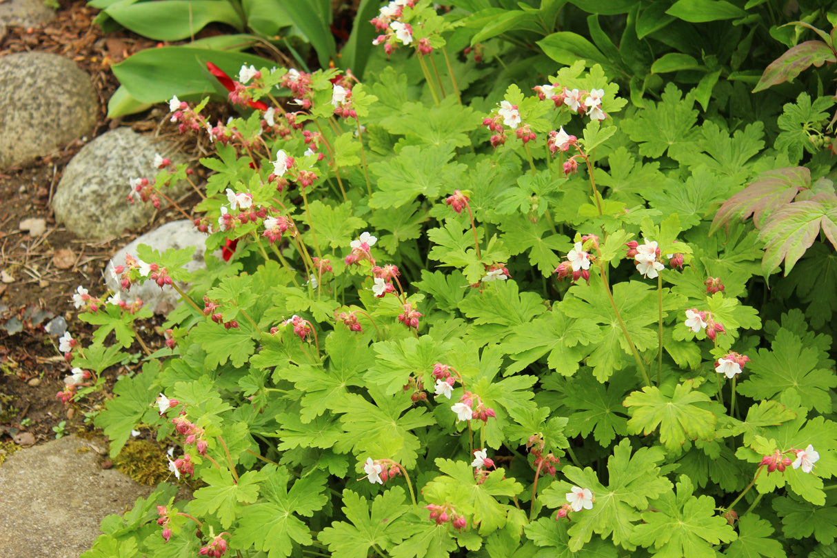 Geranium macrorrhizum 'Spessart', 6-pack