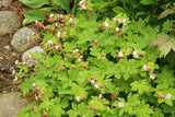 Geranium macrorrhizum 'Spessart', 6-pack